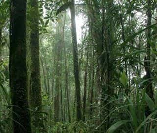 Bush Walking on Taro Island